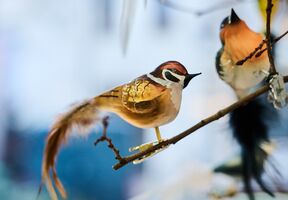 Formost_Laden_Glasvögel_Lauscha_133065_web - Kopie.jpg