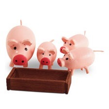 Schweinchenfamilie