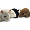 Plüschmäuse weiß, grau, schwarz, braun