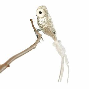 Glasvogel Schneekauz