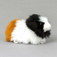Kösener Meerschweinchen