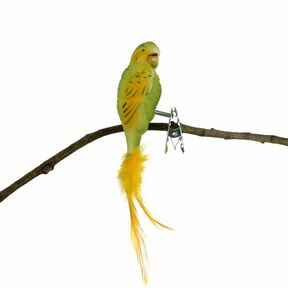 Glasvogel Wellensittich