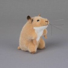 Kösener Hamster Berti sitzend