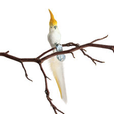 Glasvogel KLEINER KAKADU