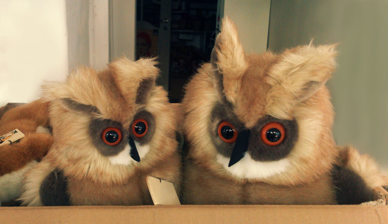 Erst kürzlich eingetroffen, die Stars des Fernsehbeitrags, eine Eulenfamilie von Kösen.